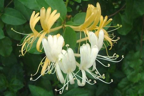 Can-Honeysuckle-flowers-effectively-treat-Covid-19-wimbledon-acupuncture-and-herbs